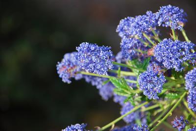 Ceanothus Concha
